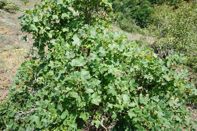 Acer monspessulanum subsp. ibericum
