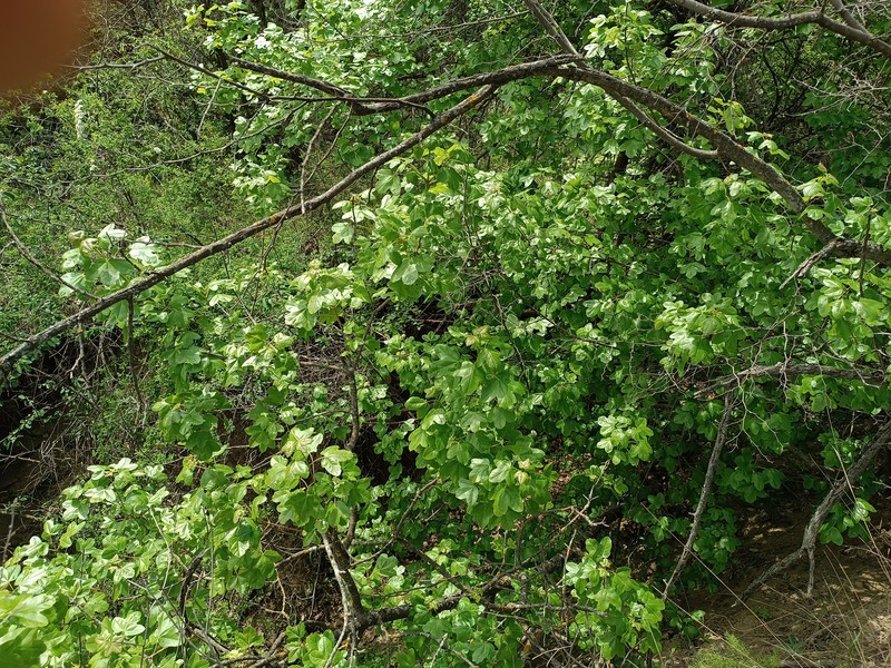 Acer monspessulanum subsp. ibericum photo 2