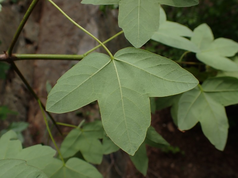 Acer monspessulanum subsp. ibericum photo 3