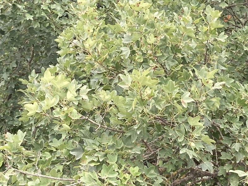 Acer monspessulanum subsp. ibericum photo 4