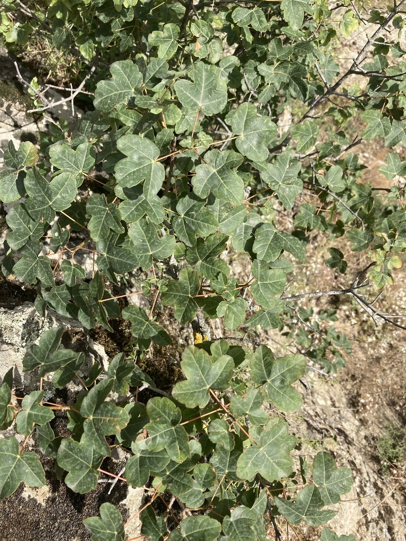 Acer monspessulanum subsp. ibericum photo 5