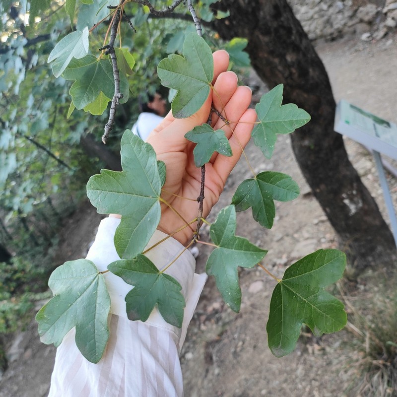 Acer monspessulanum subsp. ibericum photo 6