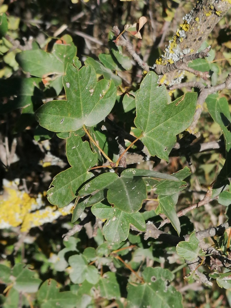 Acer monspessulanum subsp. ibericum photo 7