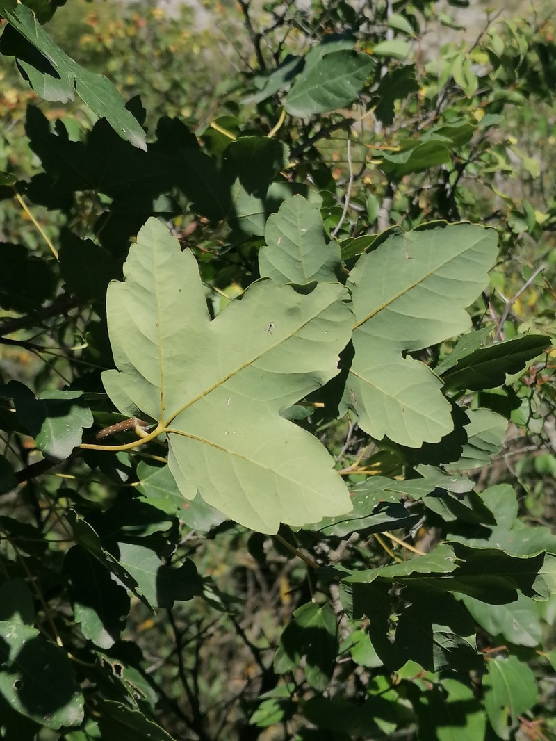 Acer monspessulanum subsp. ibericum photo 8