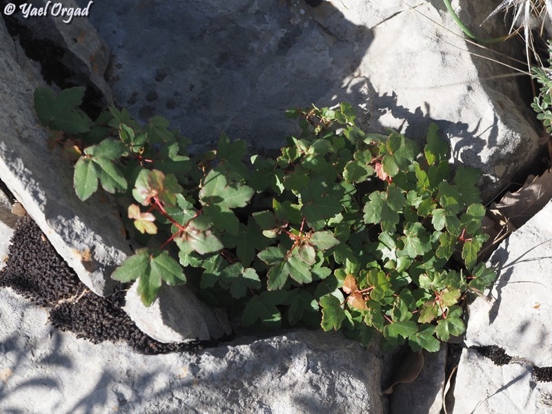 Acer monspessulanum subsp. microphyllum