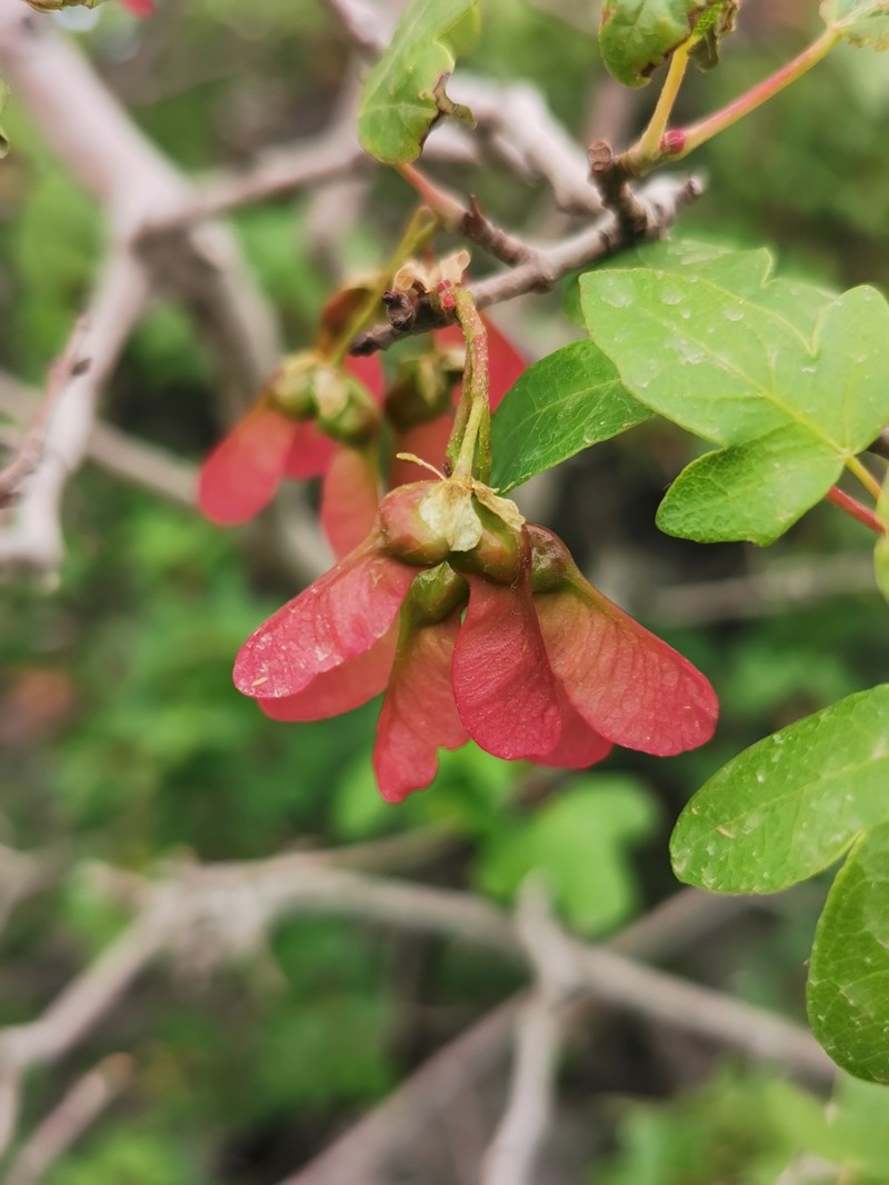 Acer monspessulanum subsp. microphyllum photo 2