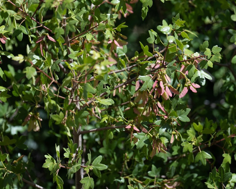 Acer monspessulanum subsp. microphyllum photo 3