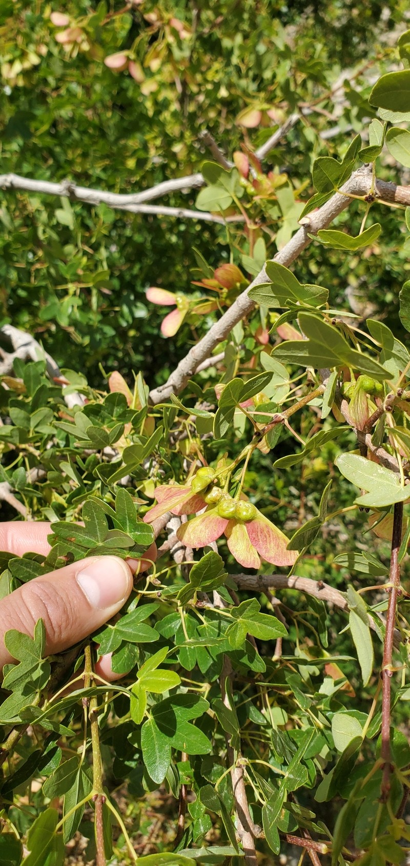Acer monspessulanum subsp. microphyllum photo 4