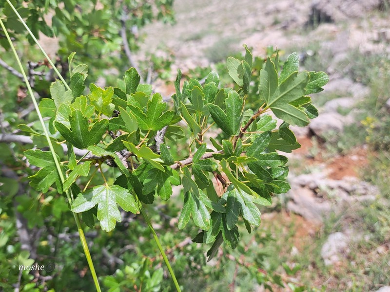 Acer monspessulanum subsp. microphyllum photo 6