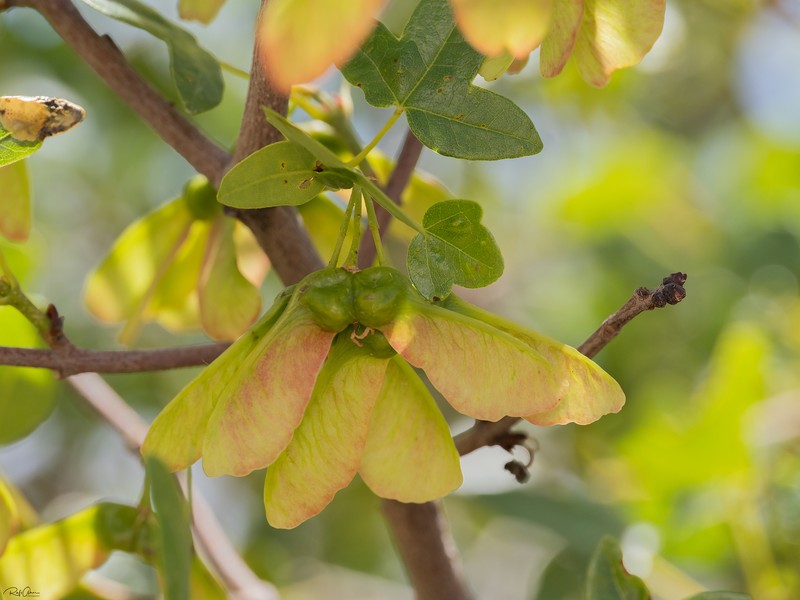 Acer monspessulanum subsp. microphyllum photo 7
