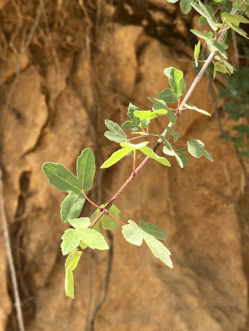 Acer monspessulanum subsp. microphyllum photo 8