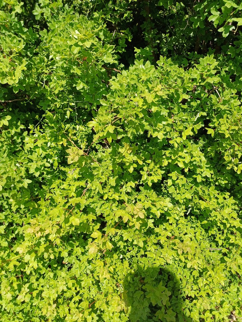 Acer monspessulanum subsp. monspessulanum