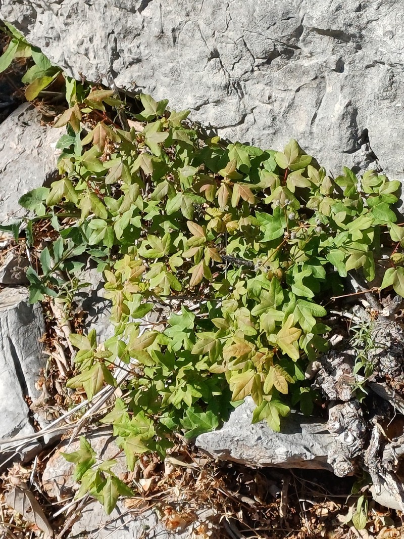 Acer monspessulanum subsp. monspessulanum photo 2