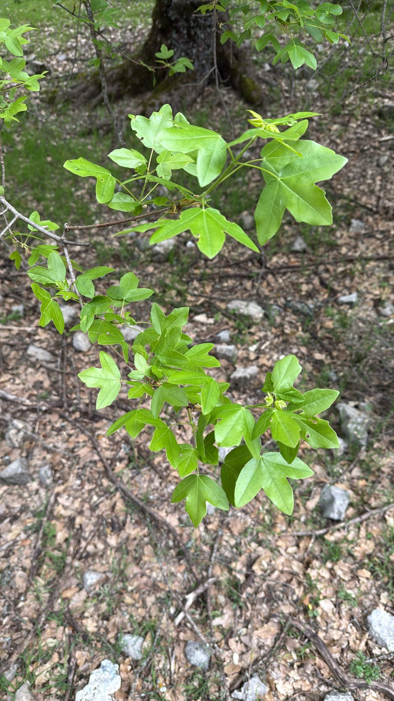Acer monspessulanum subsp. monspessulanum photo 3