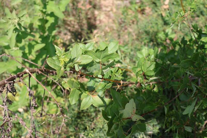 Acer monspessulanum subsp. monspessulanum photo 4