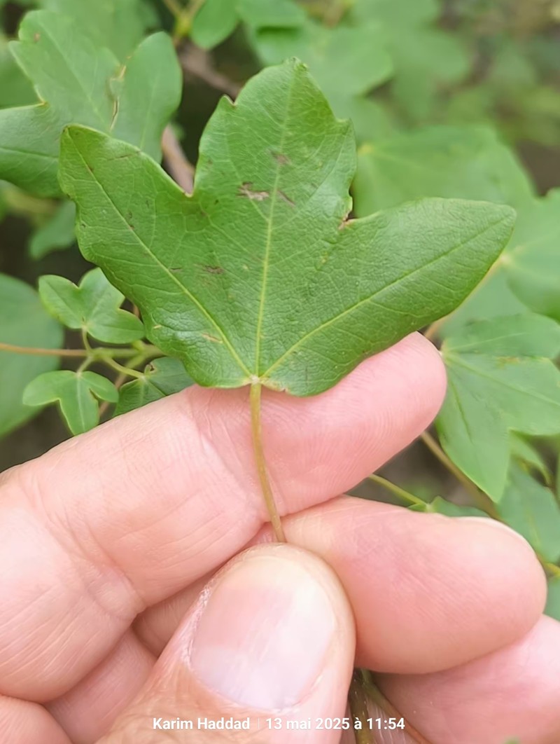 Acer monspessulanum subsp. monspessulanum photo 5