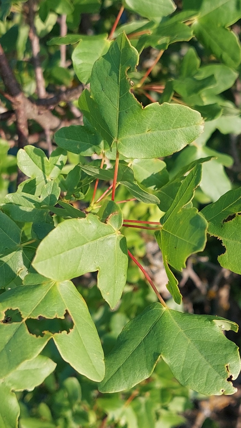 Acer monspessulanum subsp. monspessulanum photo 6