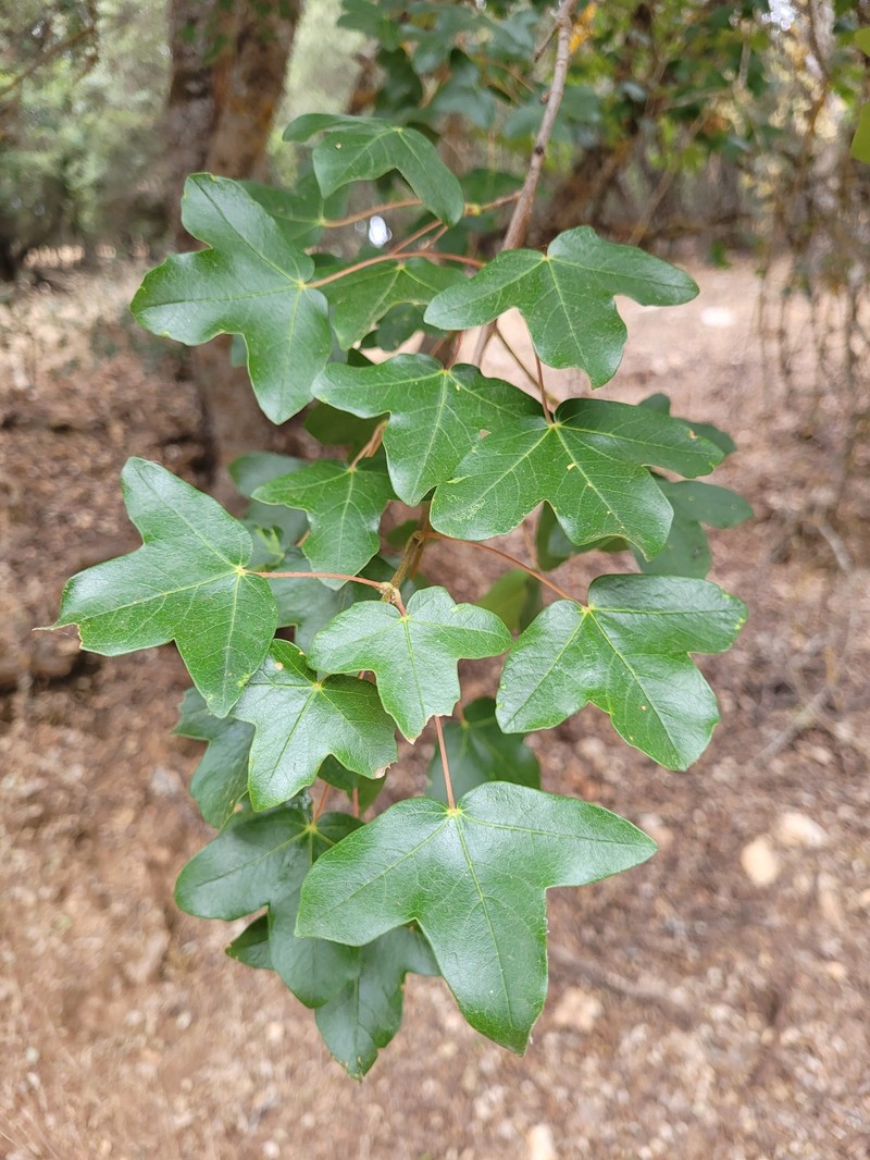Acer monspessulanum subsp. monspessulanum photo 7