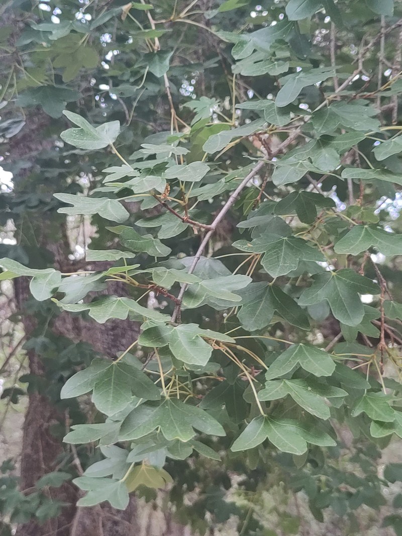 Acer monspessulanum subsp. monspessulanum photo 8