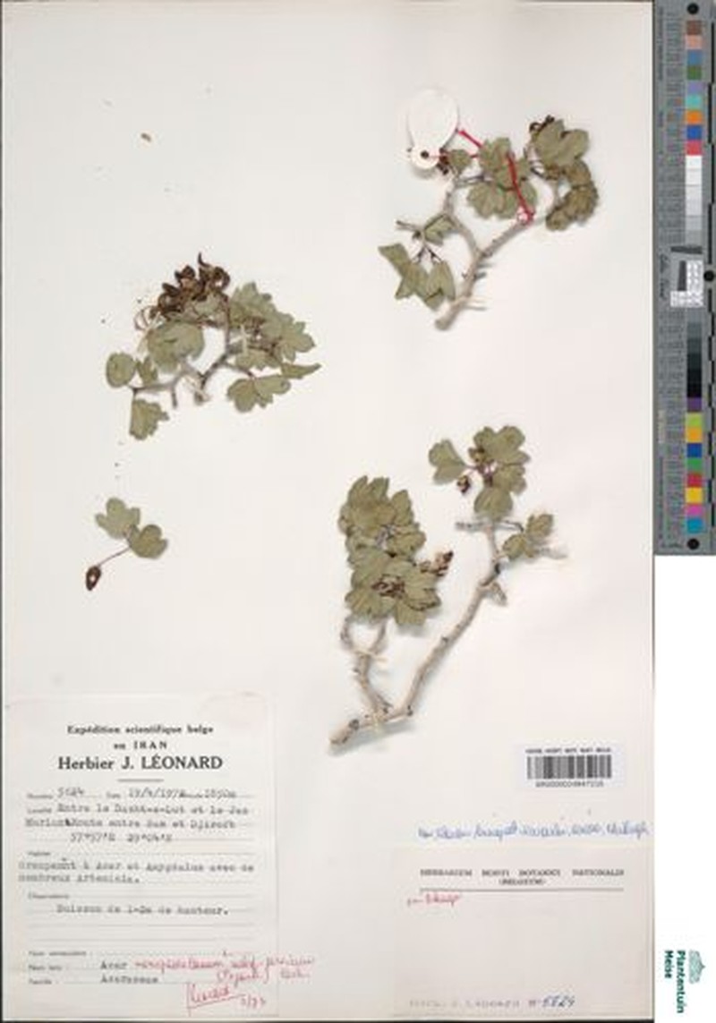 Acer monspessulanum subsp. persicum