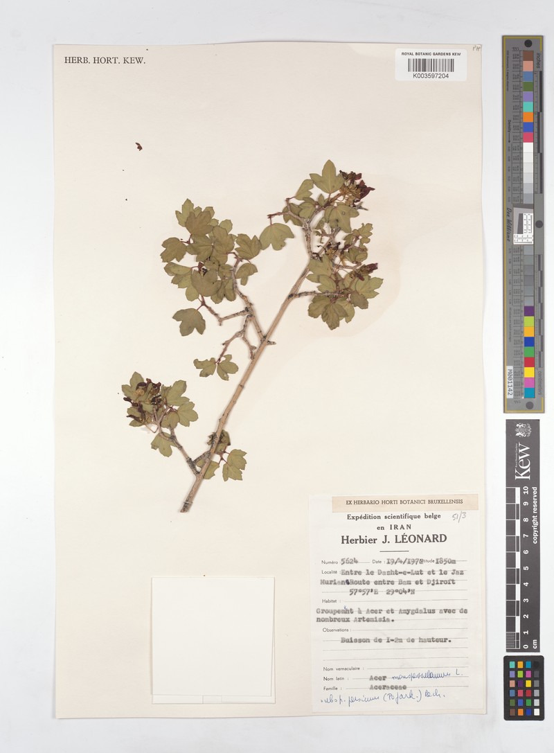Acer monspessulanum subsp. persicum photo 2