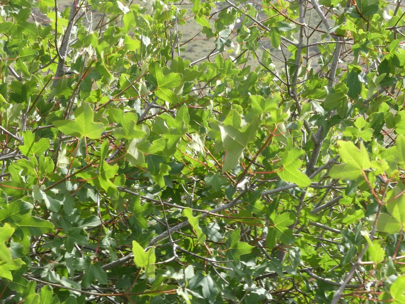 Acer monspessulanum subsp. turcomanicum