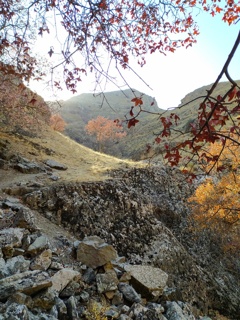 Acer monspessulanum subsp. turcomanicum photo 2