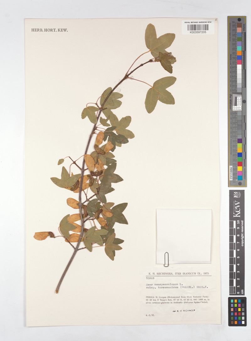 Acer monspessulanum subsp. turcomanicum photo 3