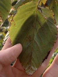 Acer morifolium