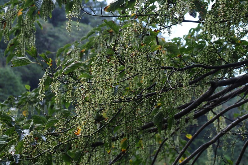 Acer morifolium photo 2