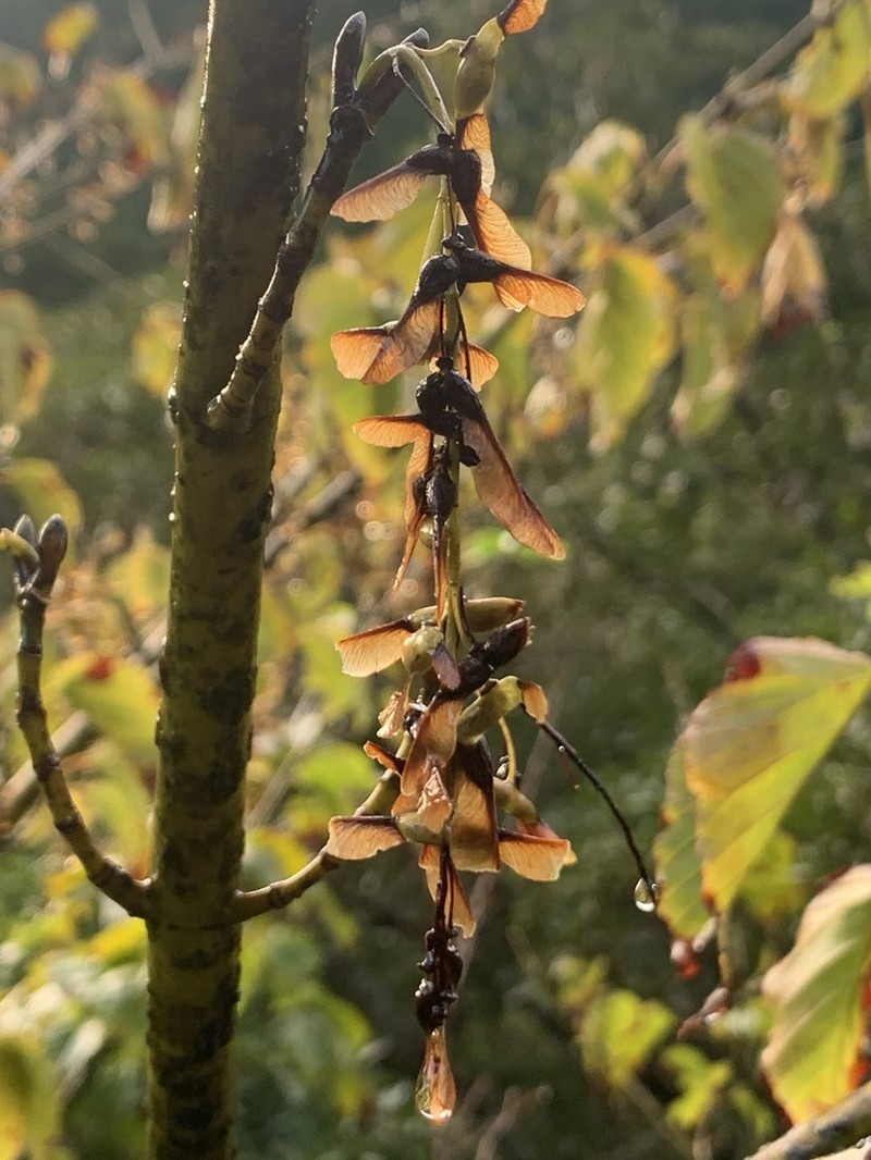 Acer morifolium photo 4