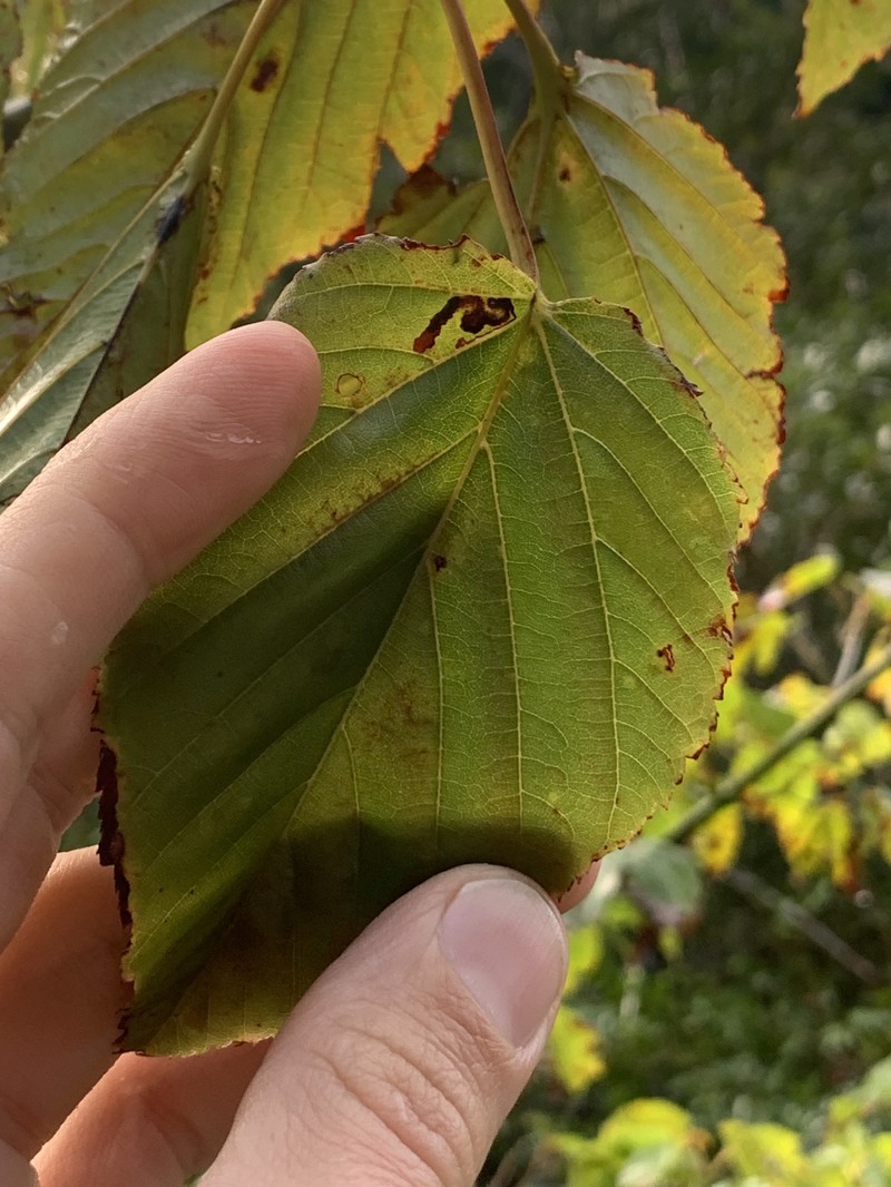 Acer morifolium photo 5