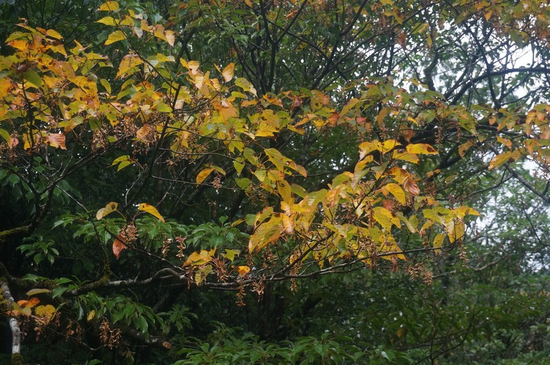 Acer morifolium photo 6