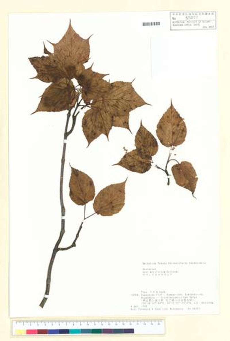 Acer morifolium photo 8