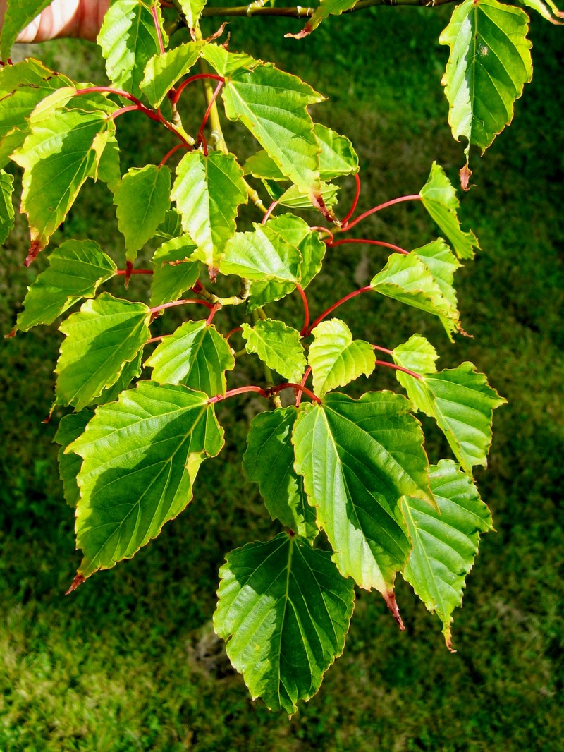 Acer morrisonense