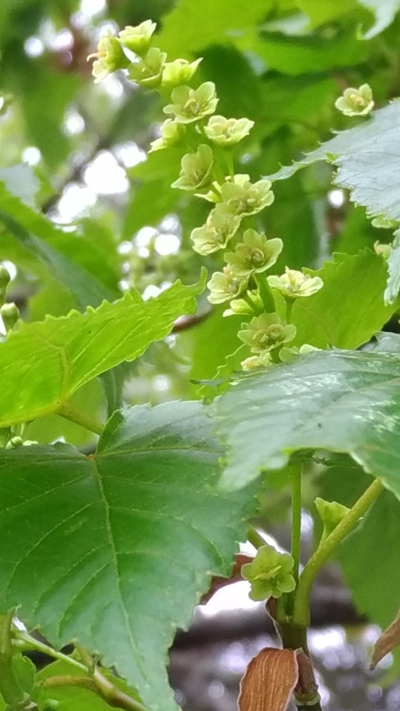 Acer morrisonense photo 2