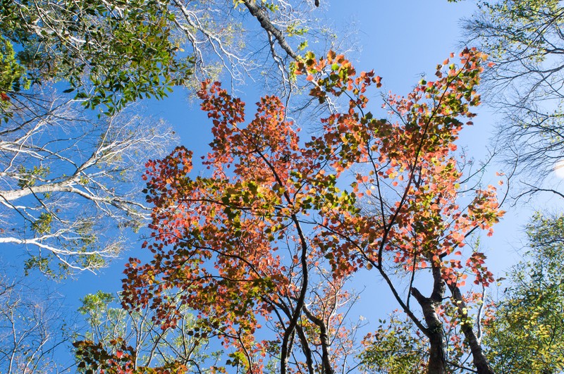 Acer morrisonense photo 3