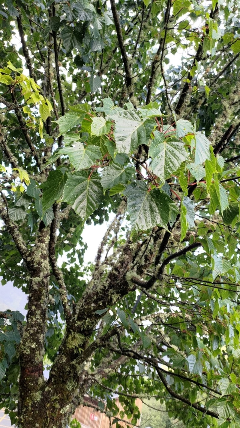 Acer morrisonense photo 4
