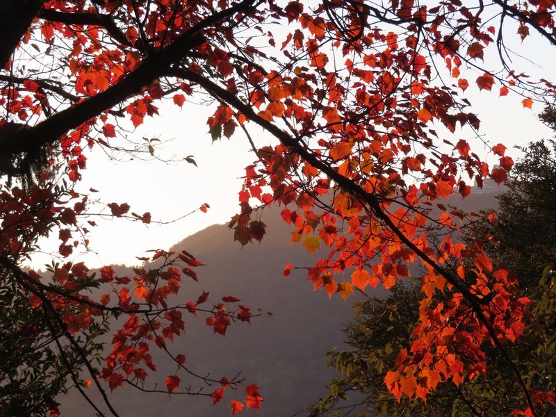 Acer morrisonense photo 5