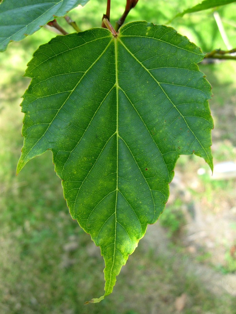 Acer morrisonense photo 6