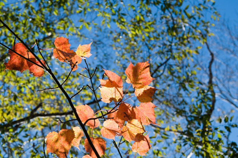 Acer morrisonense photo 8
