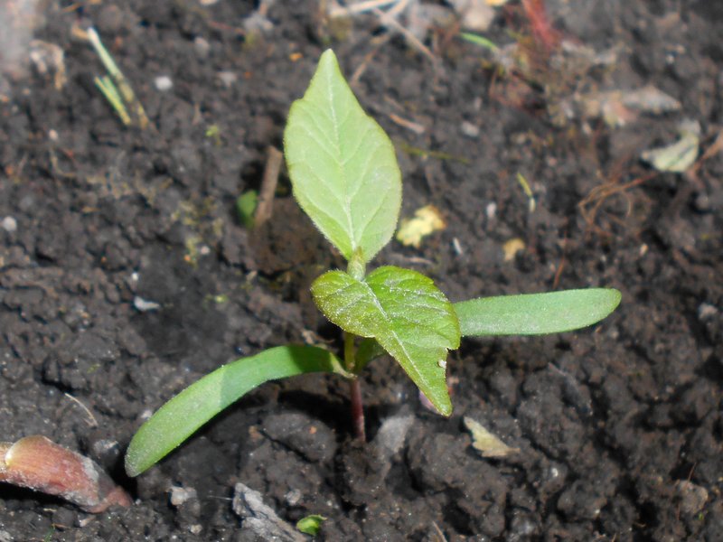 Boxelder photo 3