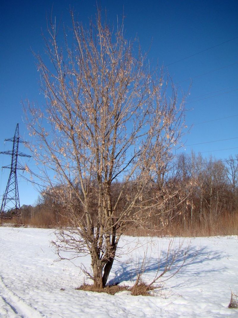 Boxelder photo 4