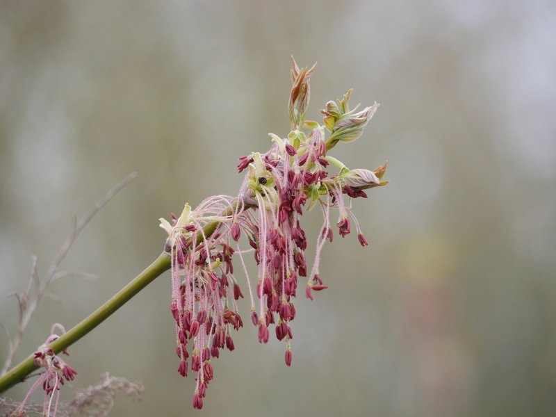 Boxelder photo 5