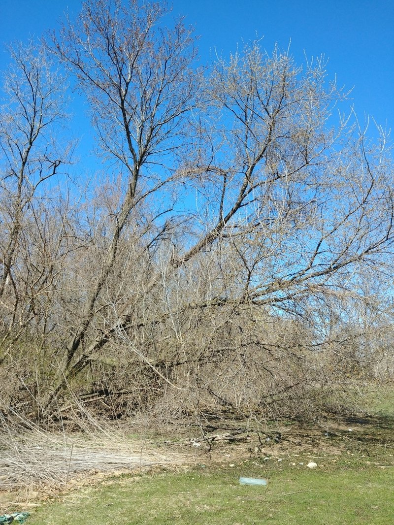 Boxelder photo 6