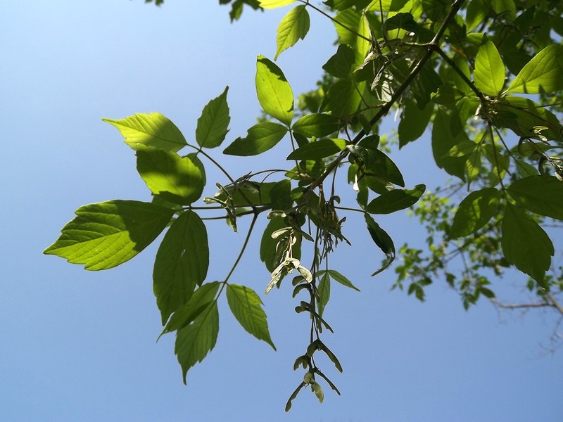 Boxelder photo 7