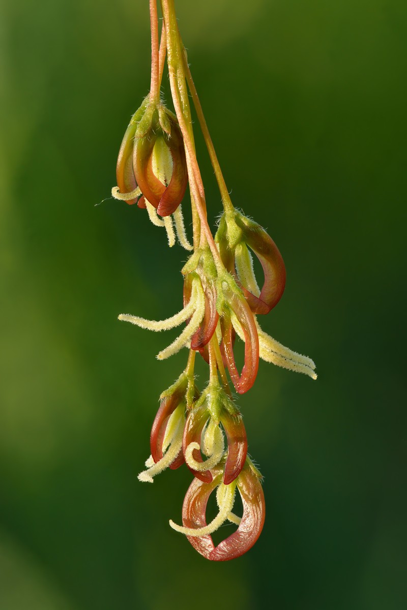 Boxelder photo 2