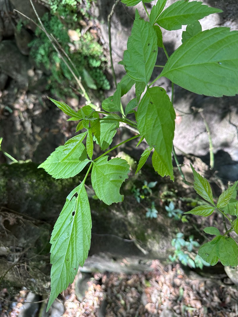 Acer negundo subsp. mexicanum