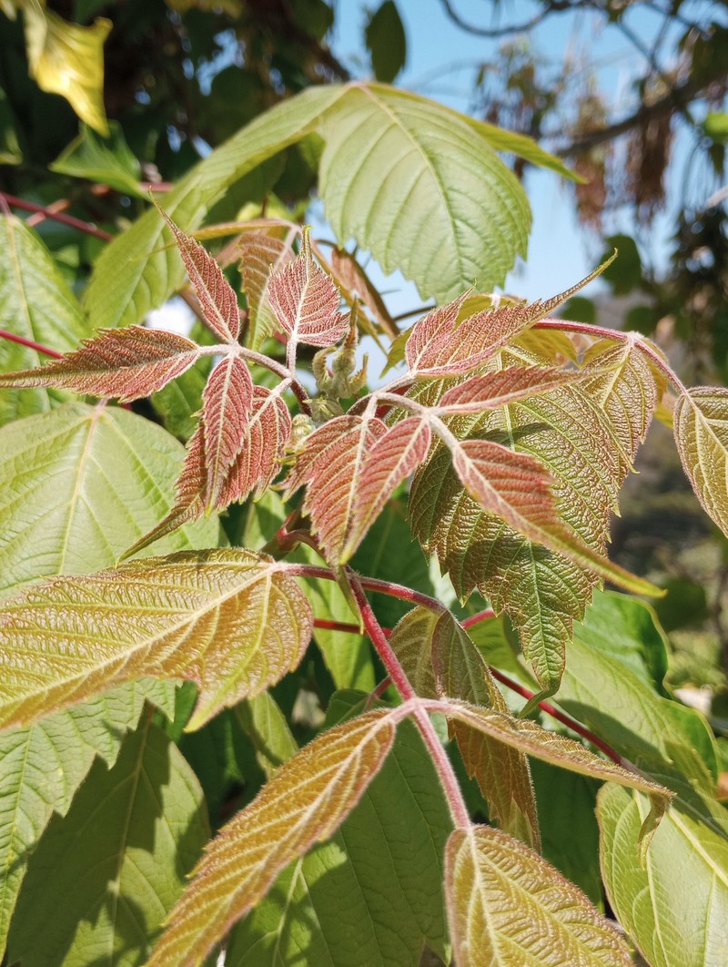 Acer negundo subsp. mexicanum photo 2