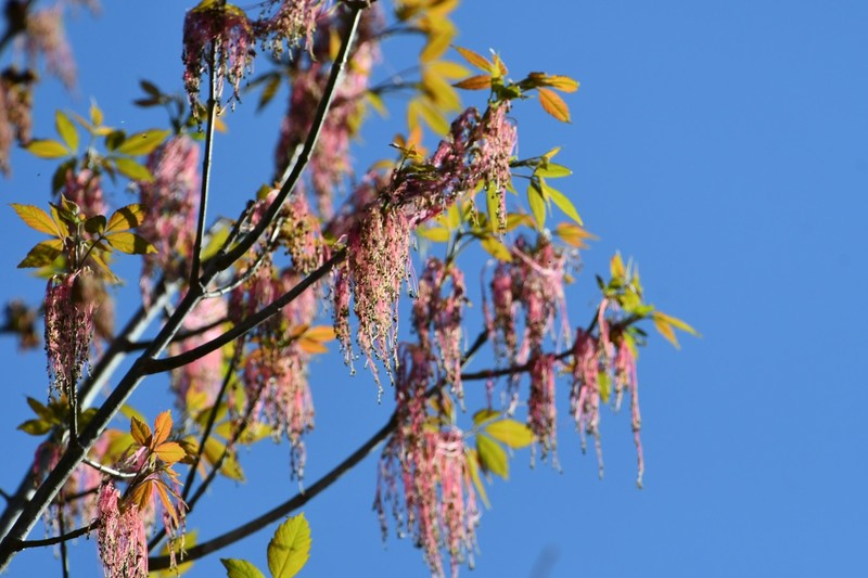 Acer negundo subsp. mexicanum photo 3